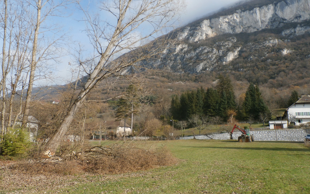 Abattage d'un peuplier