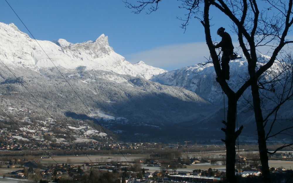 Abattage d'un chêne