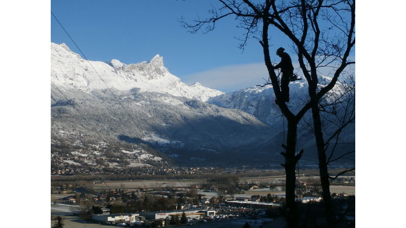 Abattage d'un chêne